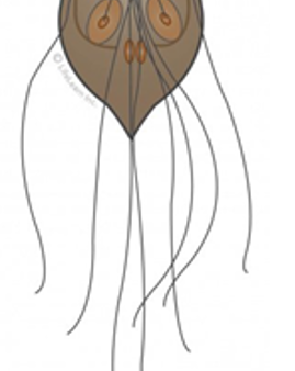 גיארדיה = Giardia lamblia