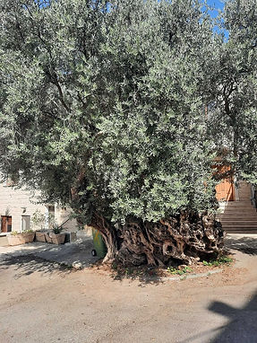 עראבה הזית הענק.jpg