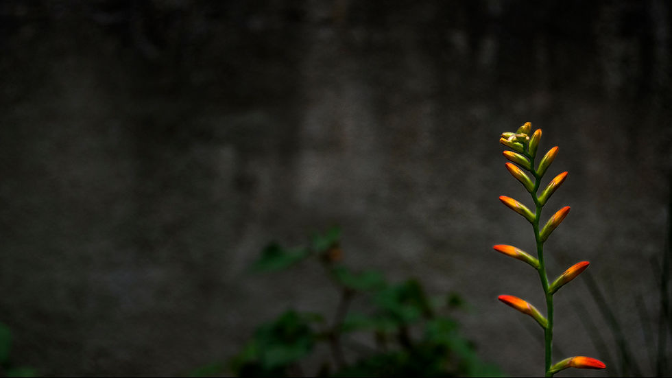 Flower Study