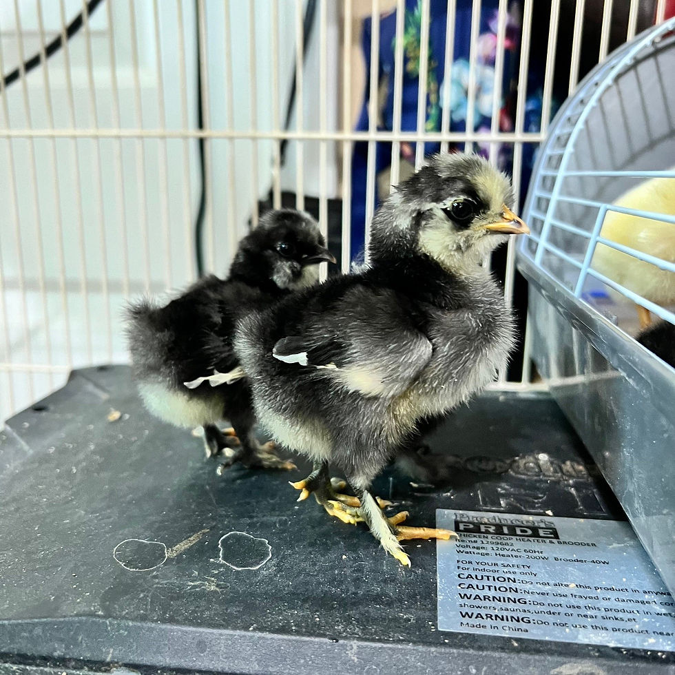 Thumbnail: Baby Chicks