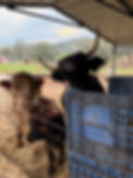 IMG_8014.jpeg