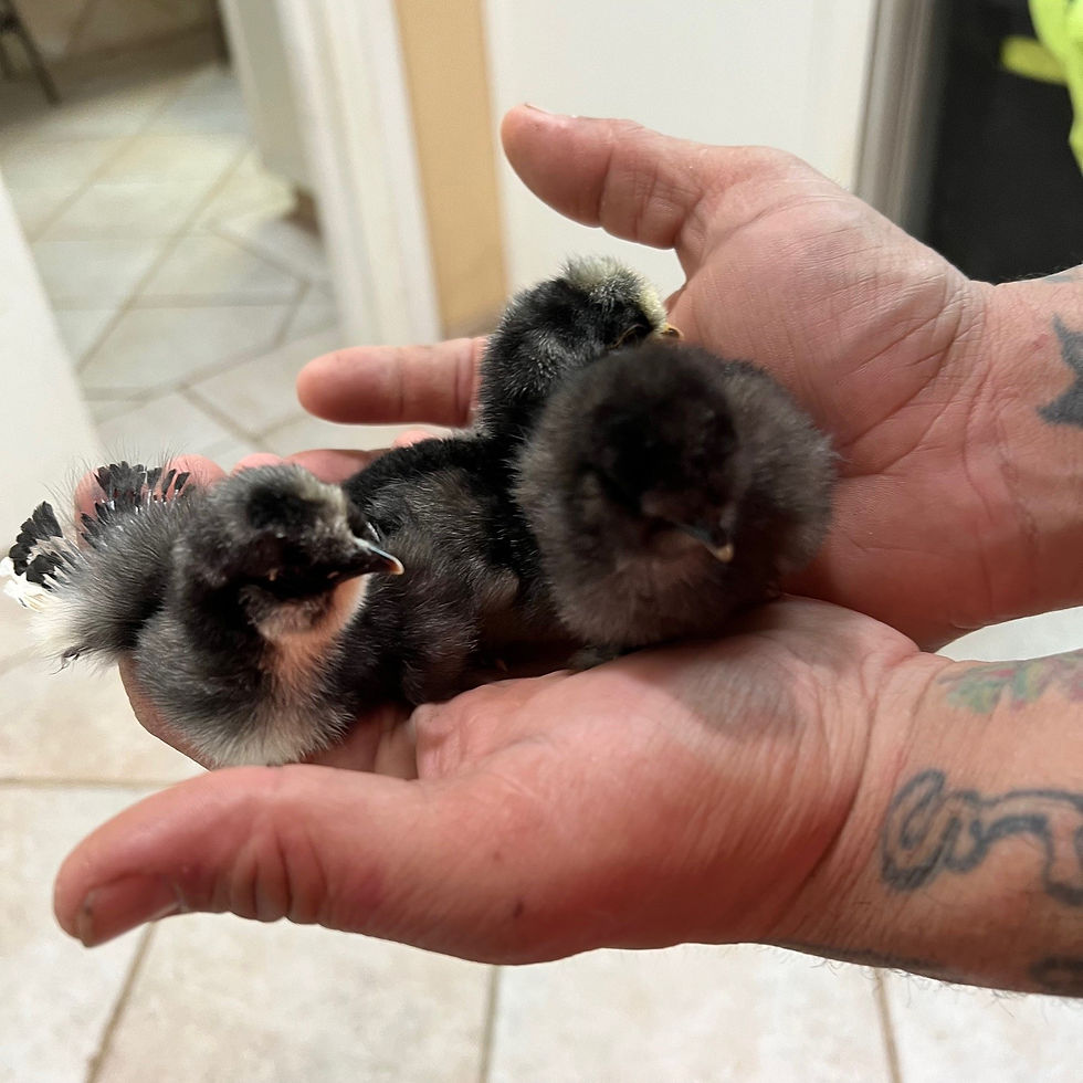 Thumbnail: Baby Chicks