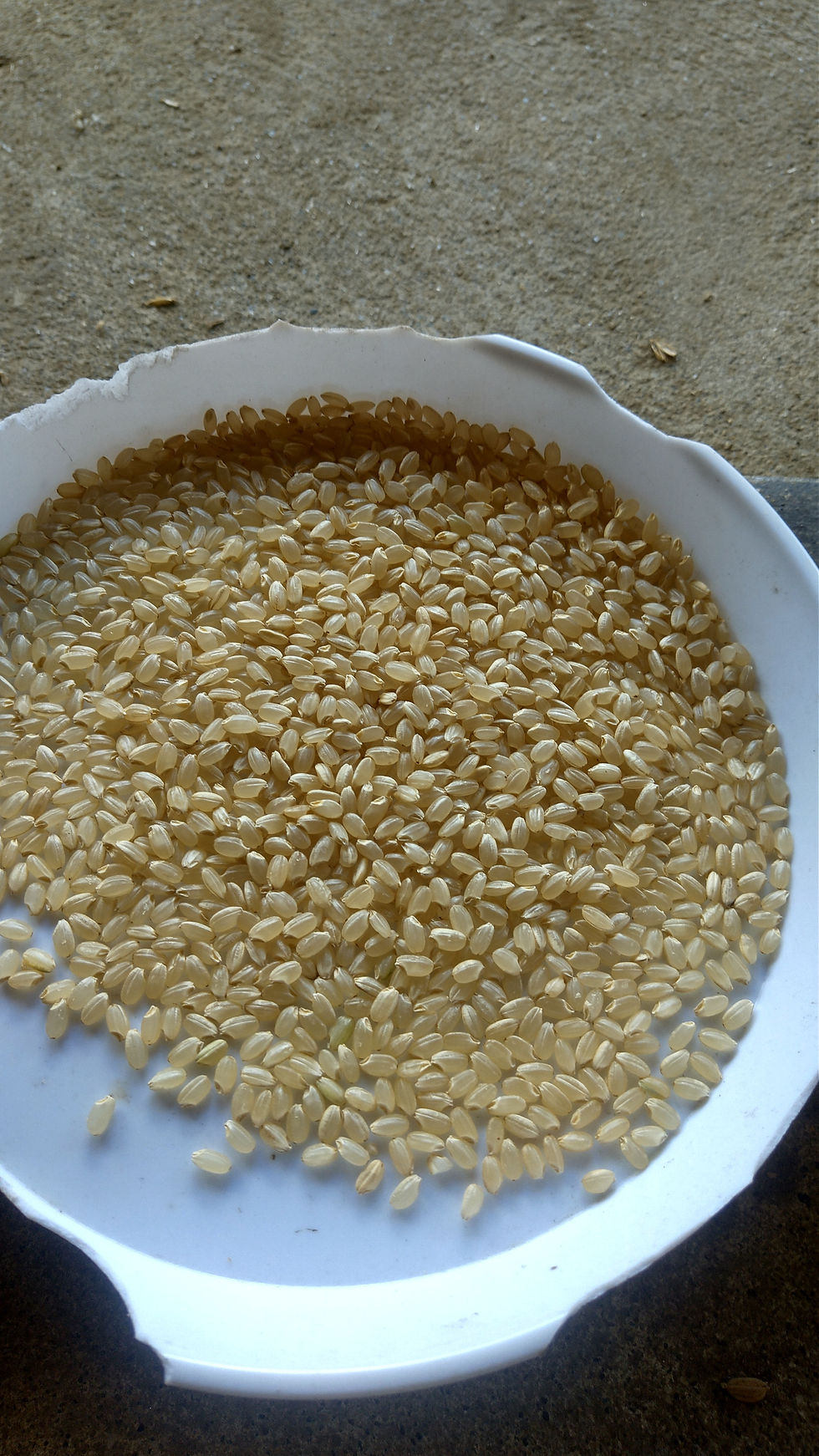 サムネイル： 2024年コシヒカリ10kg精米白米