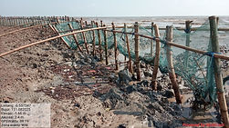 mangrove.jpg