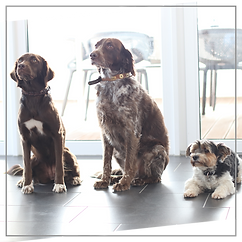 Hunde.png