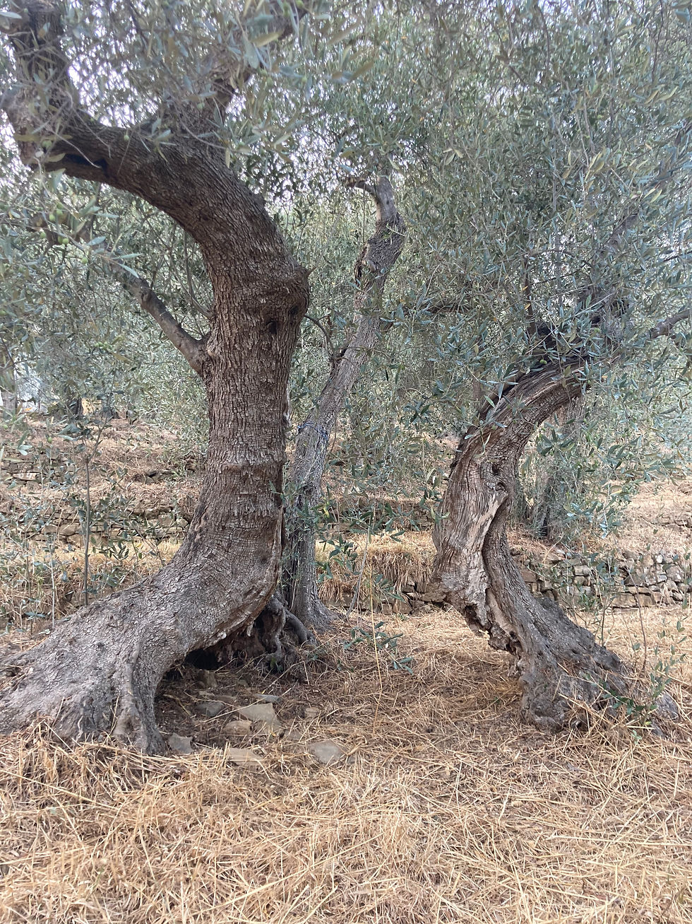 Thumbnail: LUCINASCO DOP Extra Vierge Olijfolie 250 ml