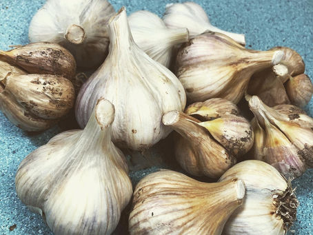 How to make Garlic Powder