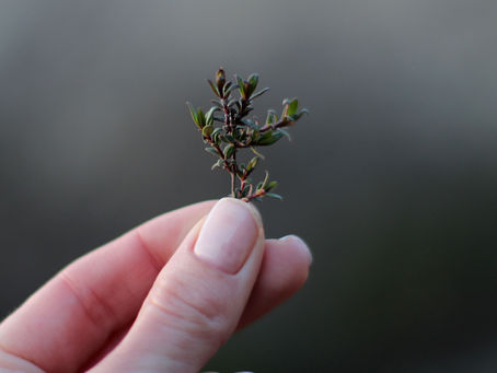 Thyme: The Little Herb with Big Benefits for Your Health & Cooking