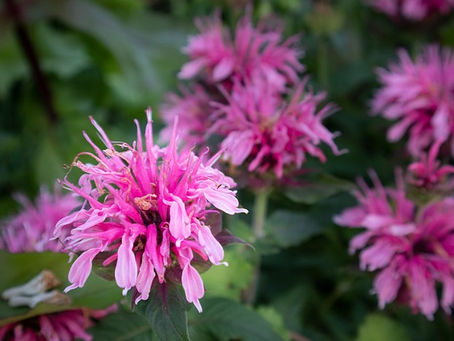 The Top 5 Flowering Plants to Attract Pollinators to Your Garden