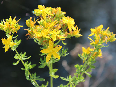 Making a flower oil infusion