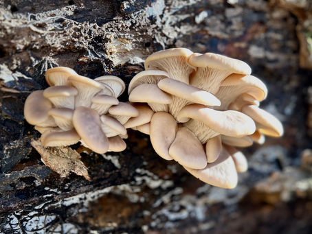 The Effect of Mushrooms on Hazardous Waste