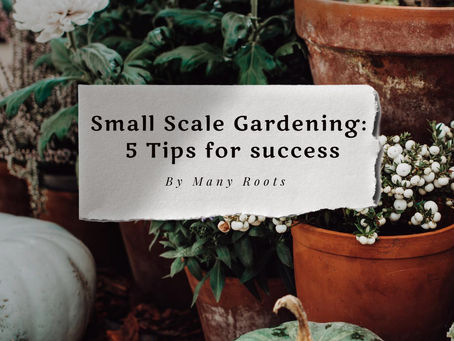 5 Tips For Small Scale Gardening