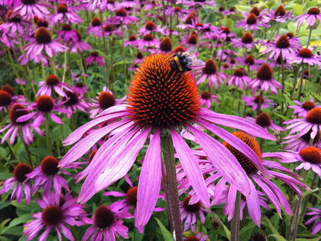 Planting Native Species in Your Garden: The Importance and Benefits