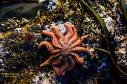Sea - stars