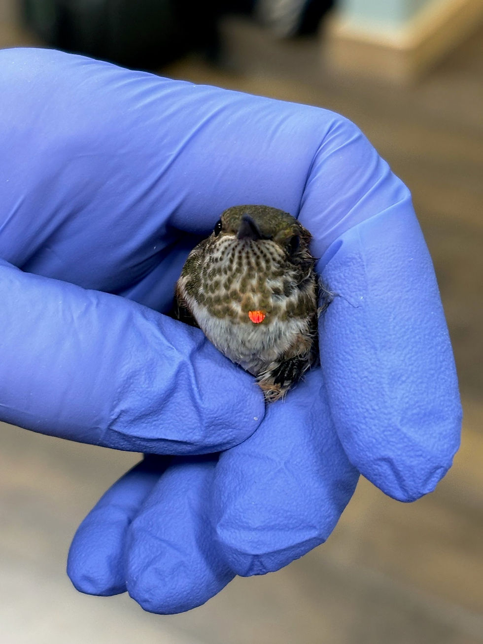 hummingbird baby with gorget.JPEG