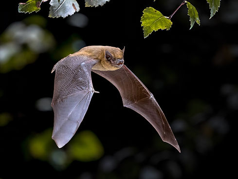 Flying Pipistrelle bat (Pipistrellus pipistrellus) action shot of hunting animal in natura