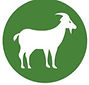 goat probiotic