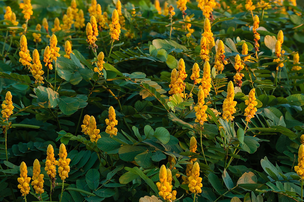 Candlestick Plant