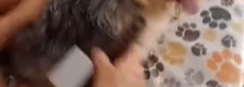 Pet desembaraçando o pelo