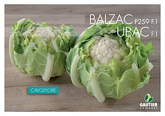 Gautier Semences semences professionnelles semences semences maraîchères professional seeds vegetable seeds