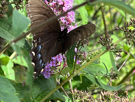 Broken but Beautiful