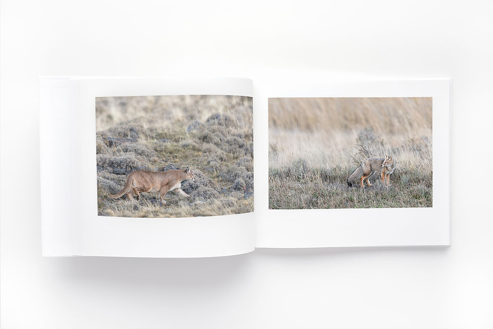 Miniatura: Libro Torres del Paine