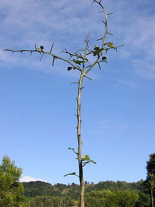 Citrus rootstock