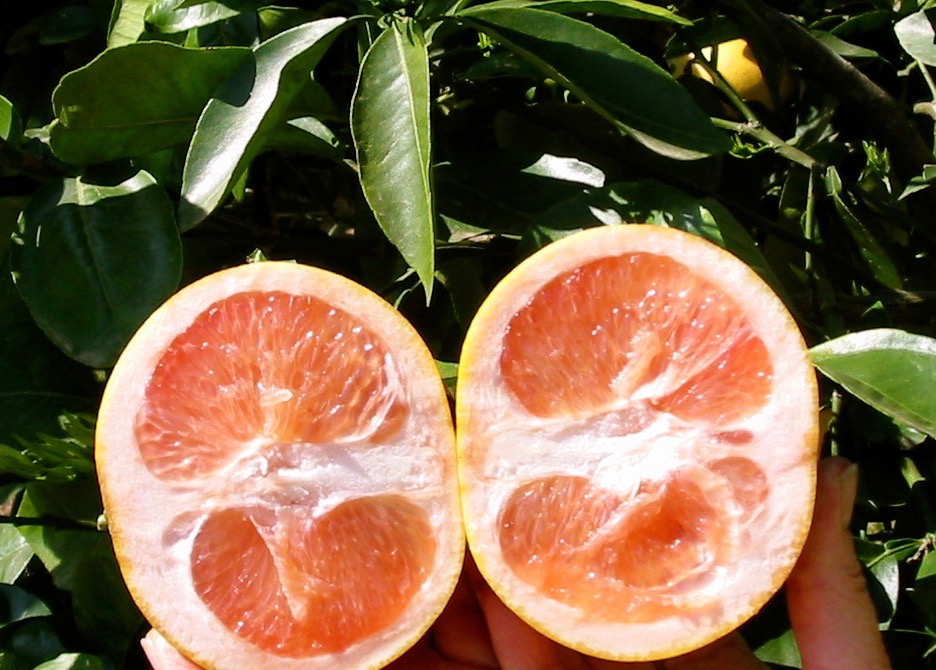 Citrus Production Nursery