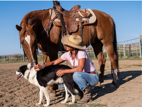 Visitors to Story Days will have an opportunity to experience an important part of ranching culture when accomplished stock dog trainer Wendy Auzqui presents a live Border Collie demonstration on Friday, August 28.