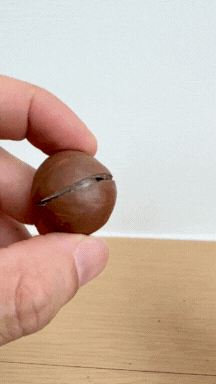 Extract Macca using our opener