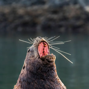 Le Apnee del Sonno