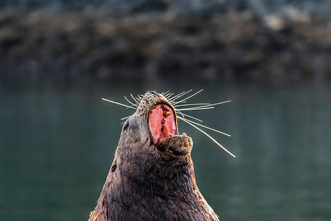 Lion de mer bâillant