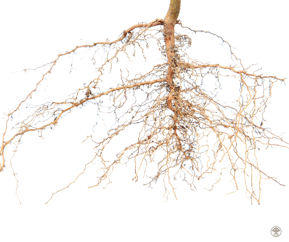 Design sem nome (4).png