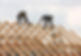 Roofers at Work