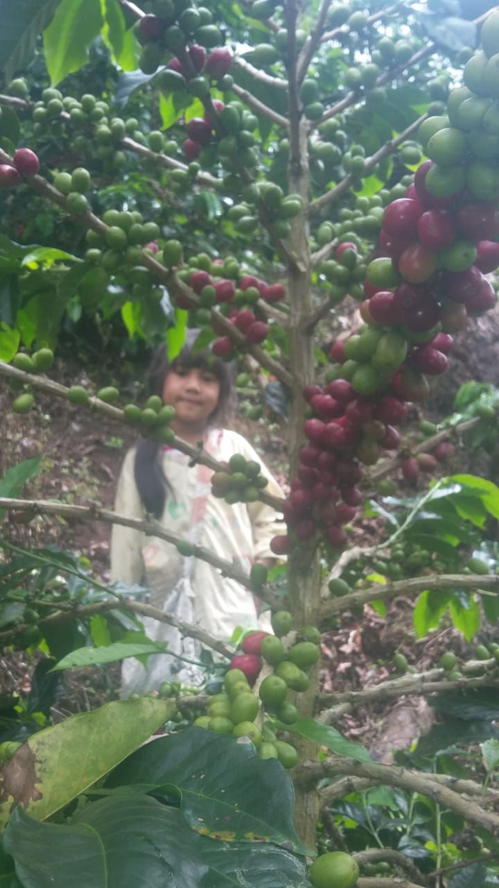 Thumbnail: Gayo Yellow Honey 1kg