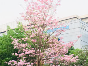 CHERRY BLOSSOMS