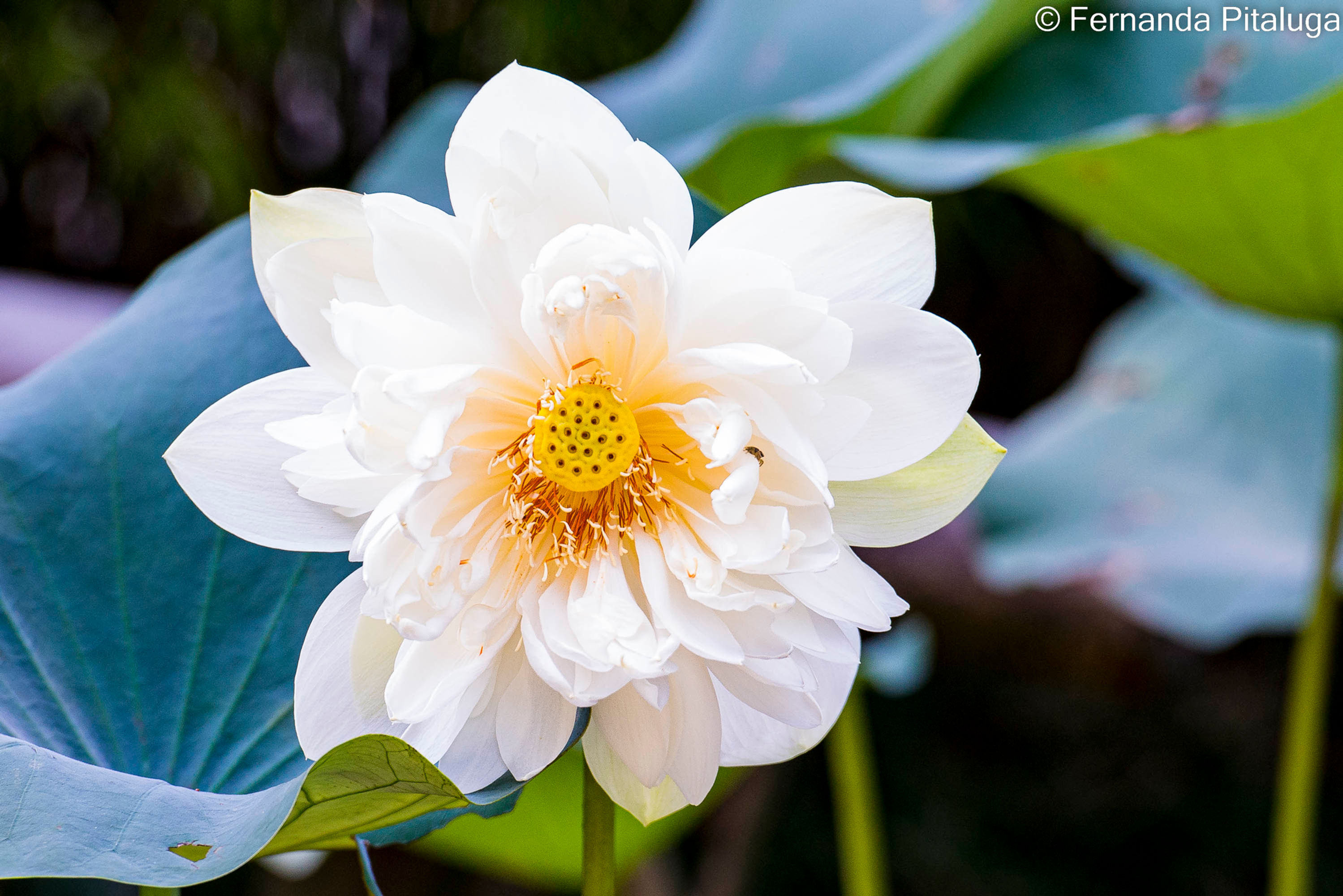 Serie Nature ref: nt15