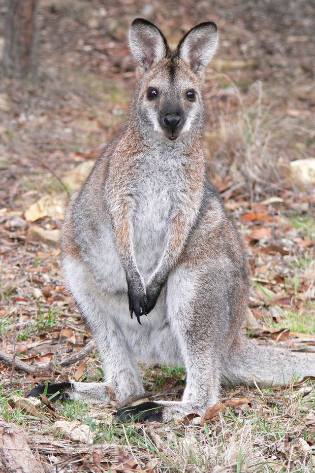 Chuột Túi Wallaby  
