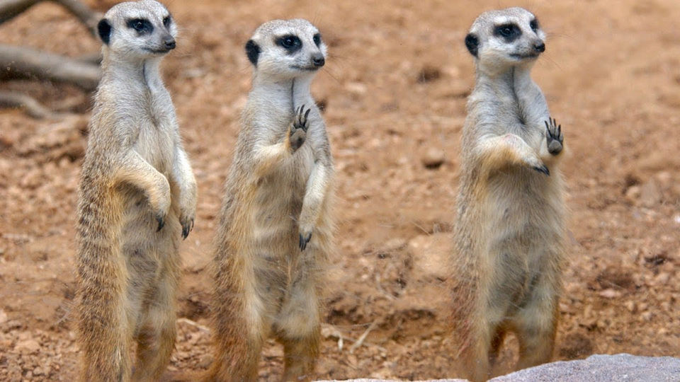 Cầy Meerkat