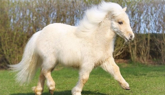 Ngựa Lùn Pony