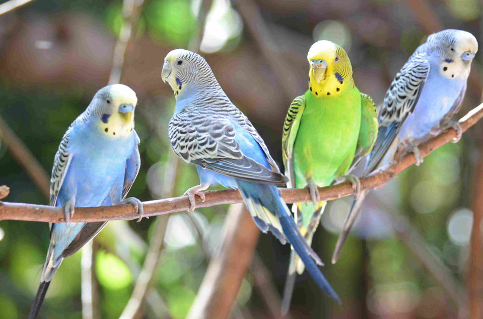 Budgies 