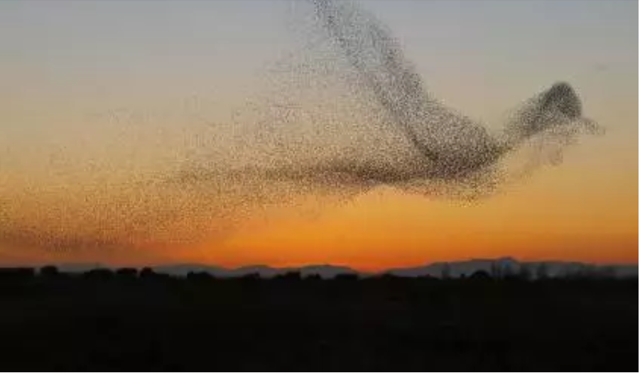 murmuration photo I love but didn't take.