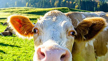 When Milk Doesn’t Do a Body Good: Calcium-Rich Alternatives for Strong Teeth and Bones