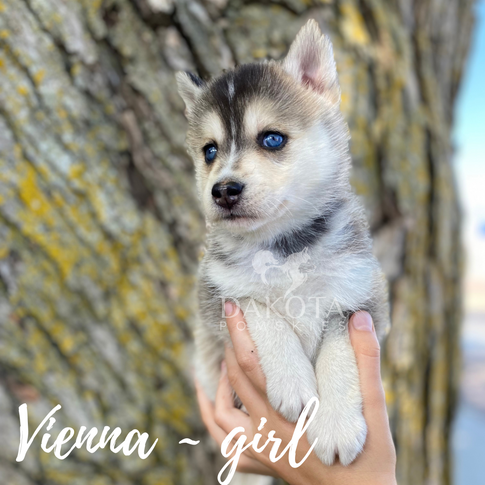 Luna (FKA Vienna)