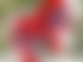 FC Heidenheim Team Logo 3D Hawaiian Shirt For Fans