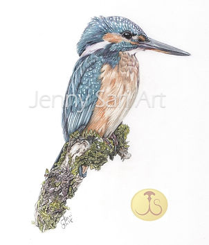 Kingfisher watermark.jpg