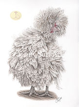 Frizzled Polish, Hen