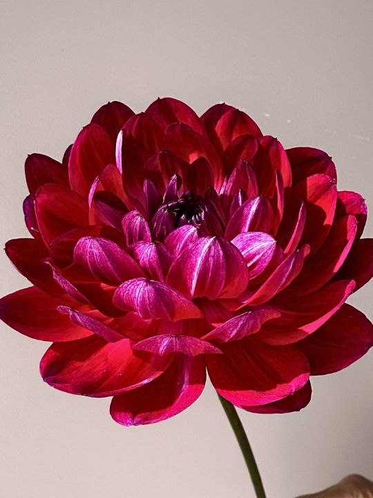 Thumbnail: SANDIA BERTHA plant