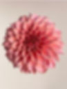 Miniatyrbild: KA'S® CORAL SEA planta