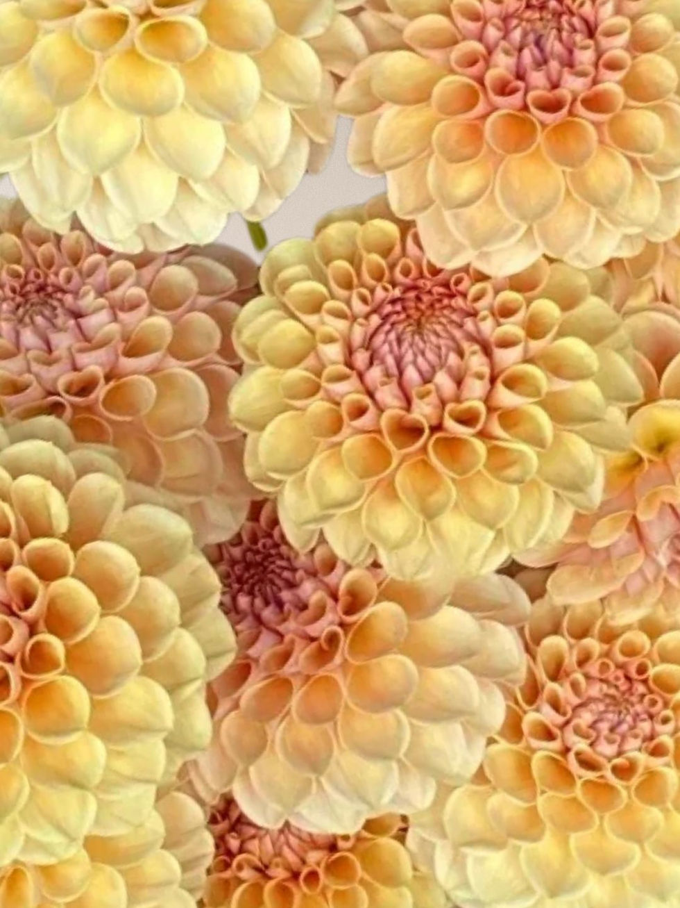 Thumbnail: KA'S® DAYBREAK plant